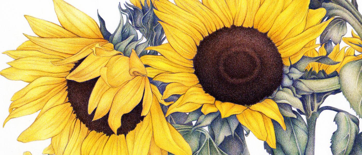 ILLUSTRAZIONE