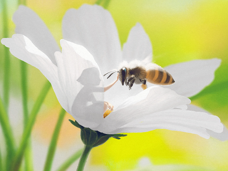 DIGITAL PAINTING ONLINE